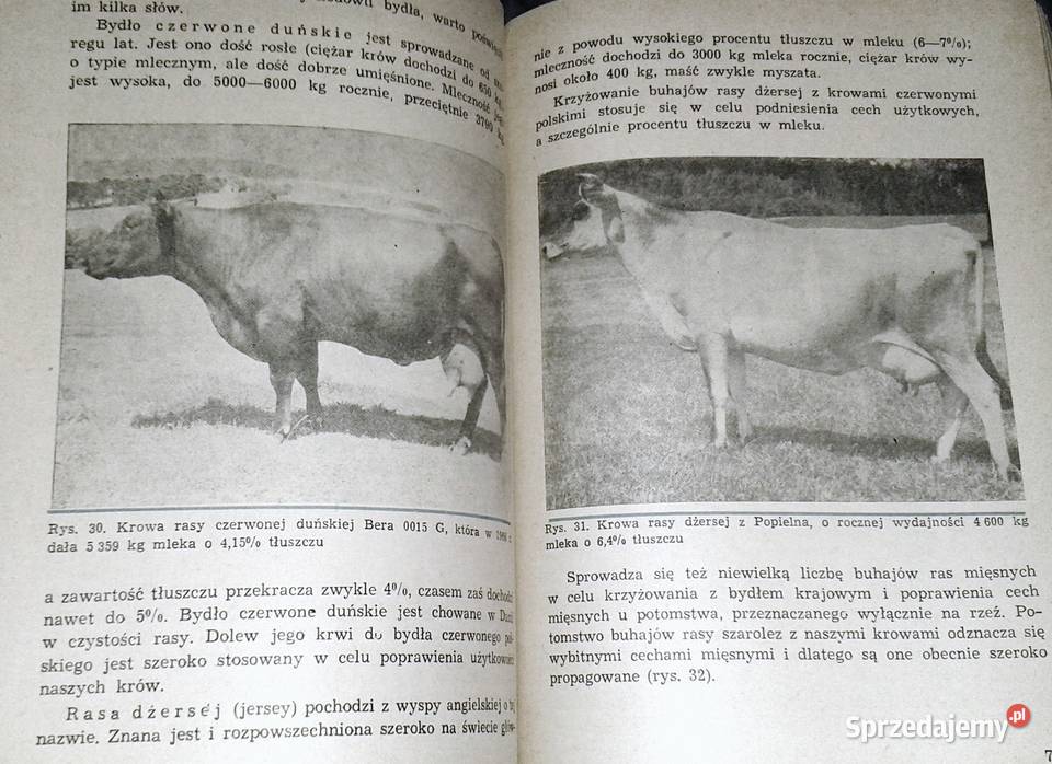 Krowa mleczna Henryk Jasiorowski Chełm