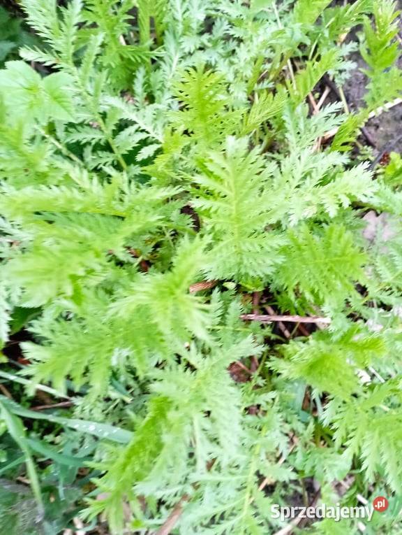 Wrotycz sadzonki Rudnik