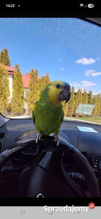 Amazonka xanthopteryx On