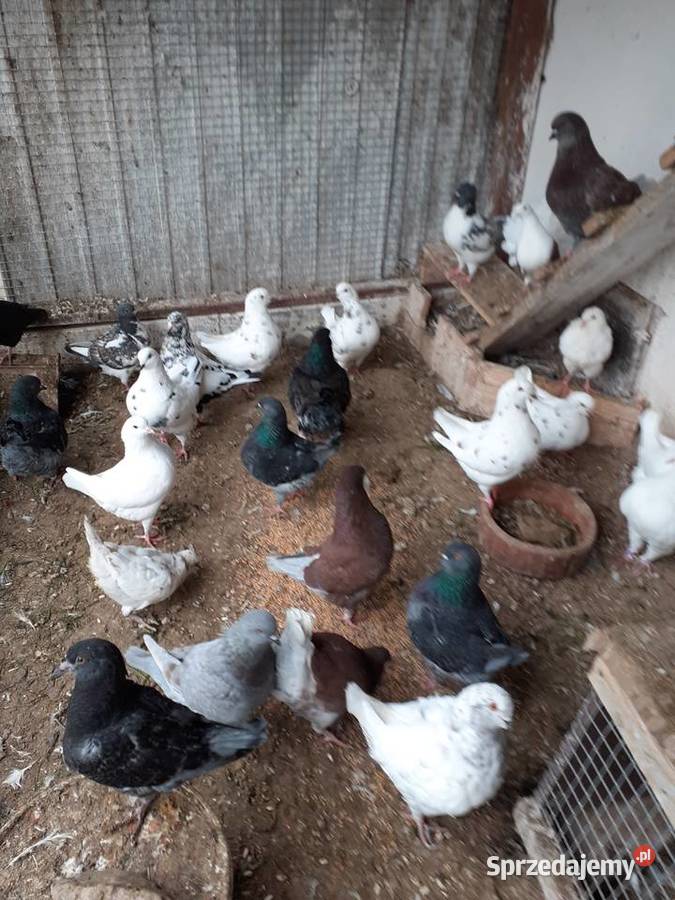 Kingi gołębie Staszów