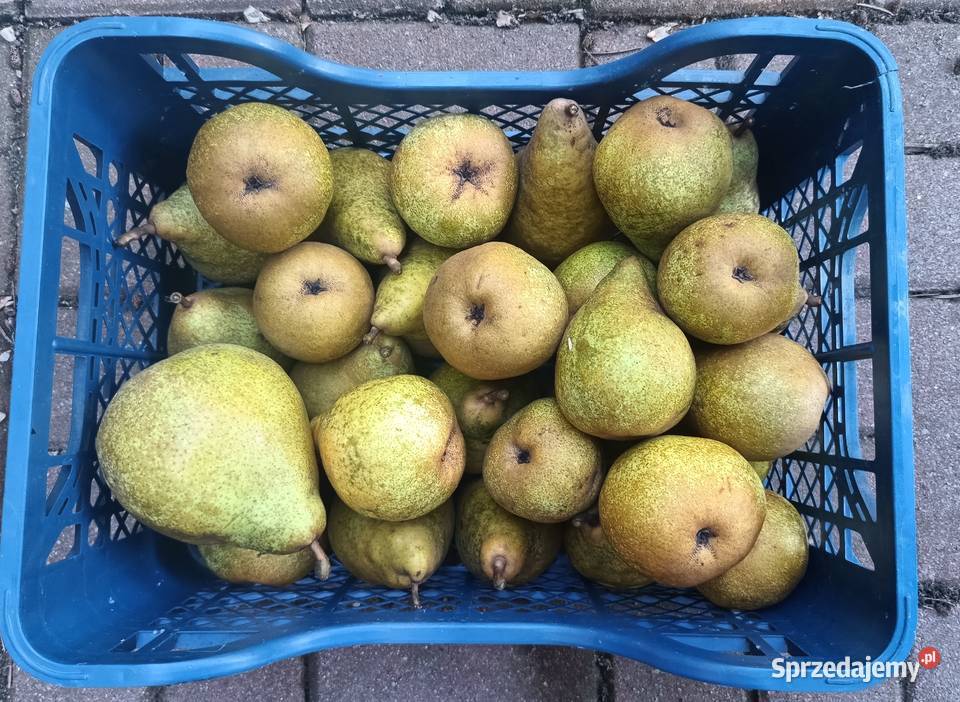 Owoce Gruszki Faworytka Klapsa sprzedam Bronisze
