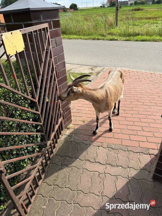 Koza Basia Fabianów sprzedam