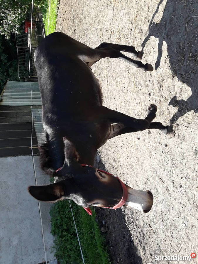 Osły osiołki Golub-Dobrzyń