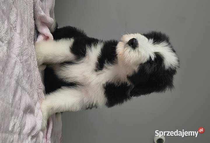 Bearded collie szczeniaki FCI Stargard