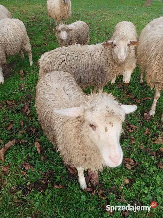 Sprzedam jagnięta Stary Sącz
