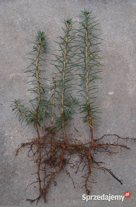 Sosna Aristata oścista siewki sadzonki kopane z Kępno