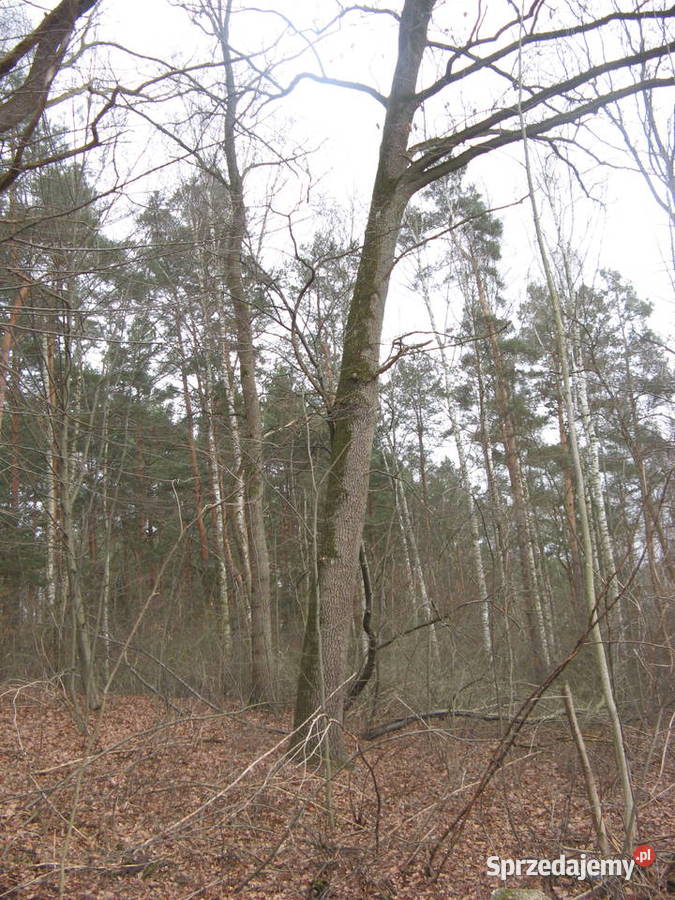Dęby do ścięcia 58 łódzkie Opoczno sprzedam