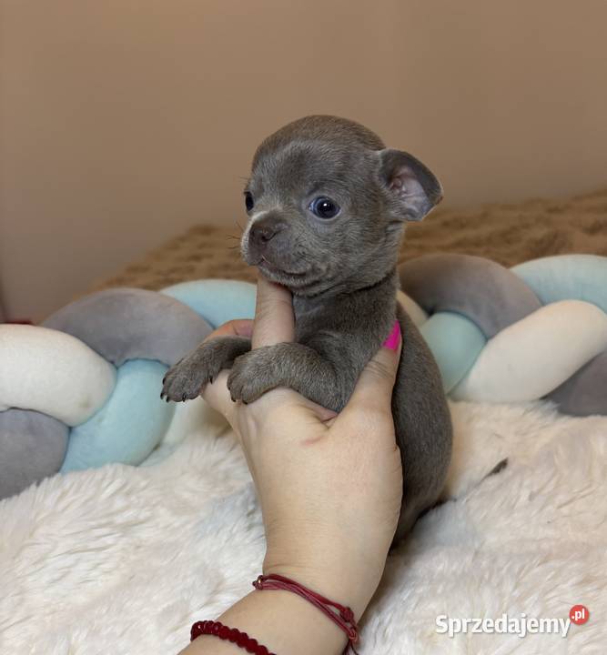 Chihuahua mini piesek krótkowłosy liliowy mini łódzkie Bełchatów sprzedam