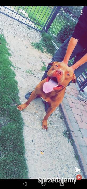 Sprzedam szczeniaki rasy American Pit Bull