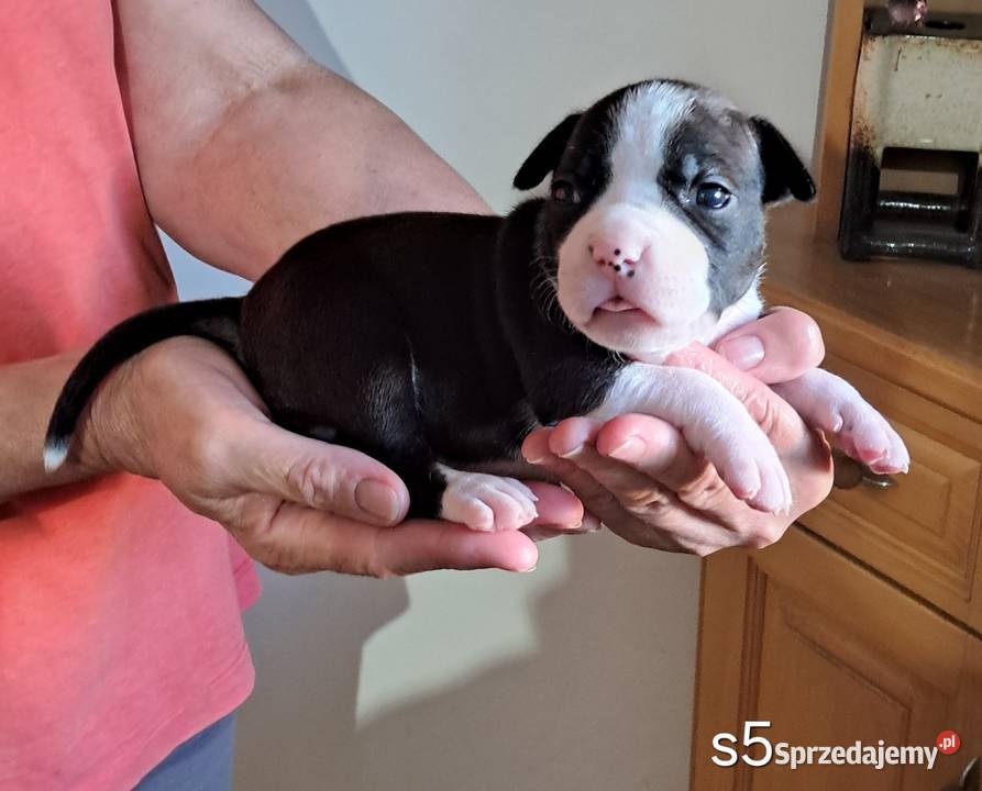Amstaff zkwp fci suczka śląskie