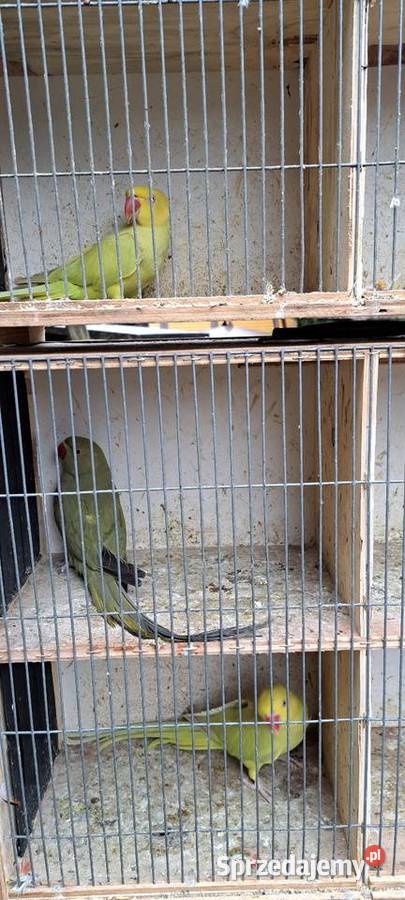 Papugi aleksandretty obrożne