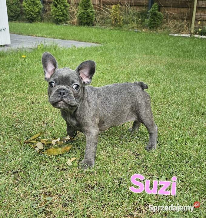 Buldozki francuskie blue blekitne Zbrudzewo