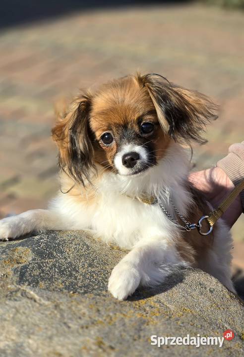 PAPILLON odmiana Ćma dziewczynka z metryką ZKwP Pępowo sprzedam