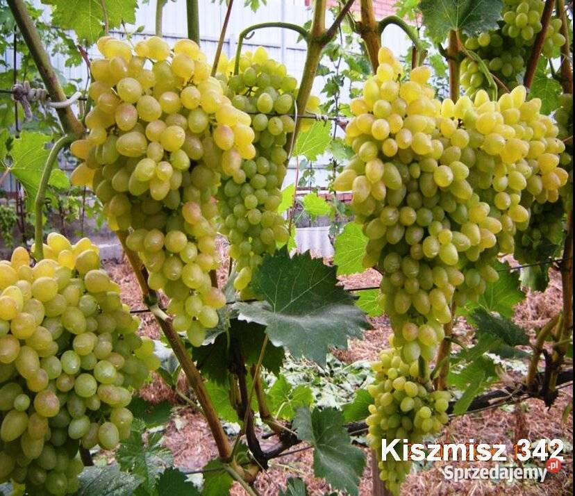 Elitarne winorośle z Ukrainy mazowieckie