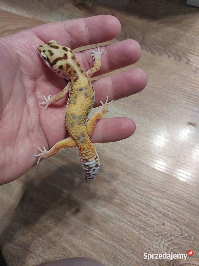 Gekony lamparcie Reda