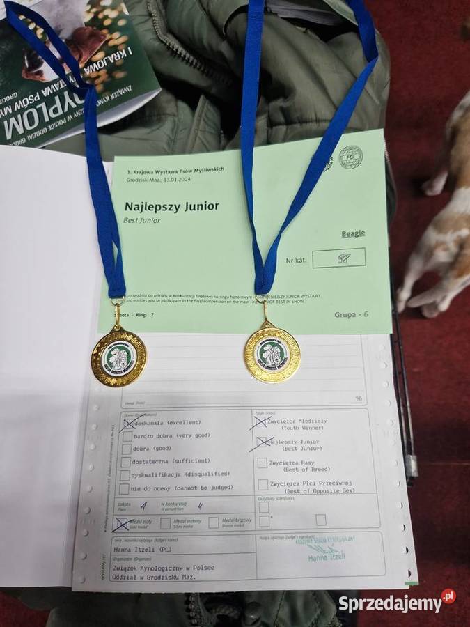 Piesek Beagle ZkwpFCI Championach DNA