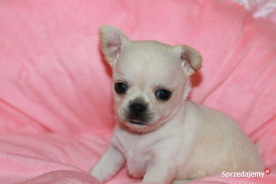 Chihuahua chłopcy ZKwP FCI