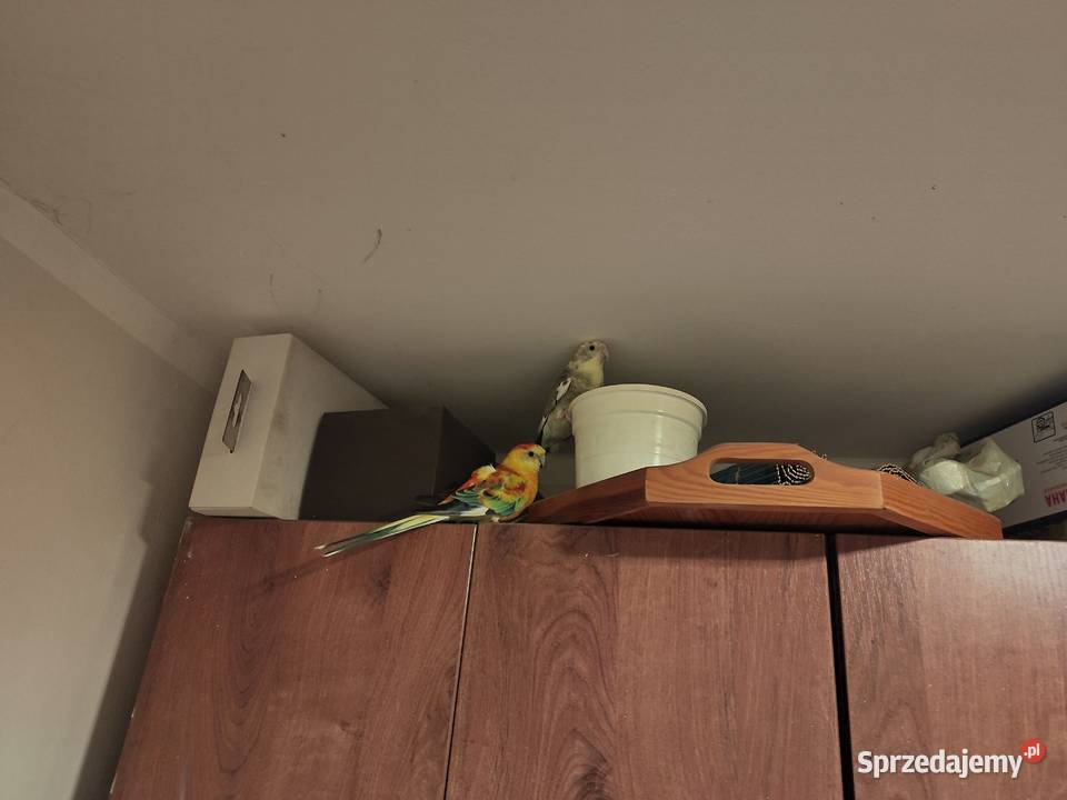 Papugi rudosterki nify swiergoty