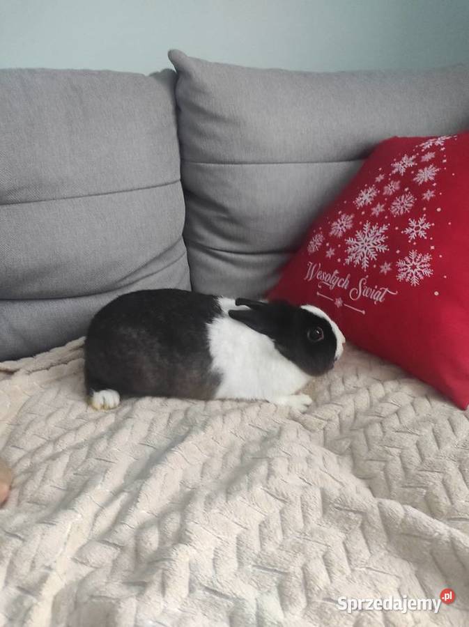 Królik miniaturka karzełek oddam Kozubszczyzna sprzedam