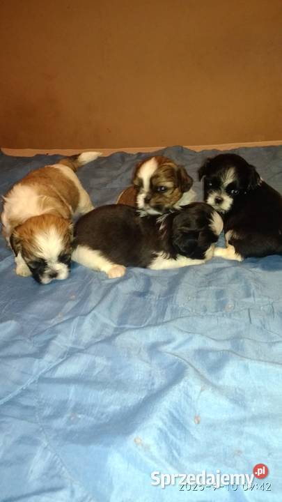 Shihtzu 2 chłopcow 2 dziewczynki