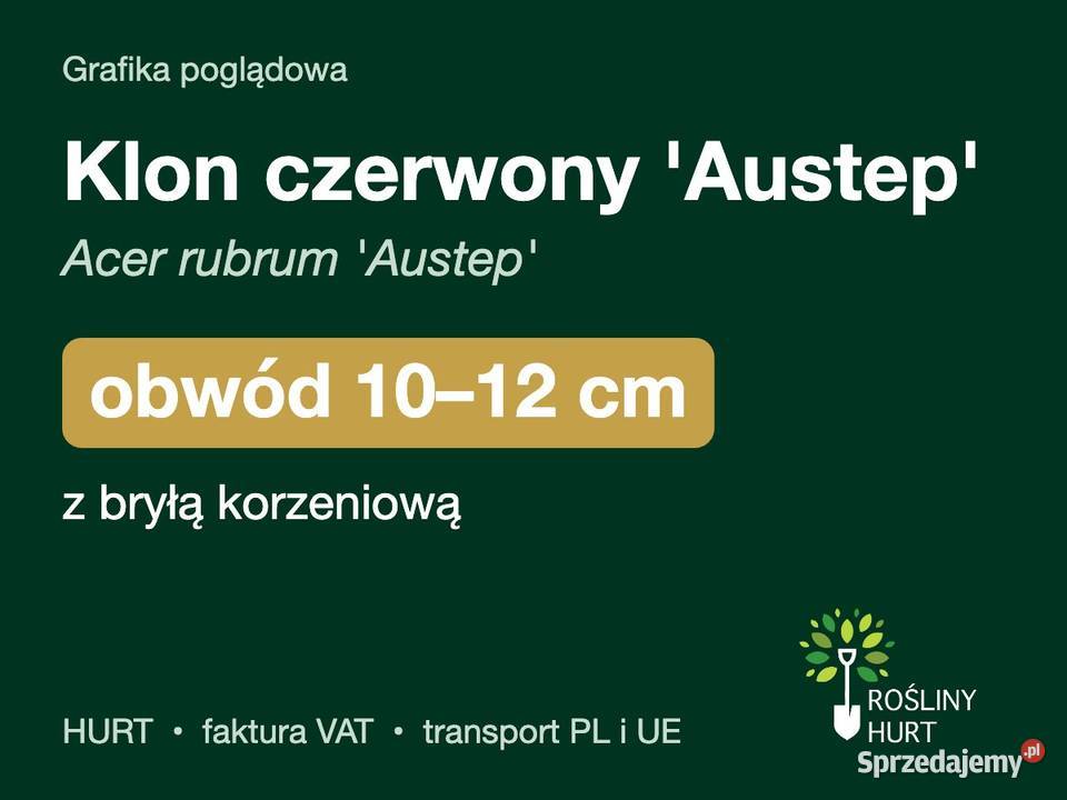 Klon czerwony Austep Acer rubrum obwód 1012 z