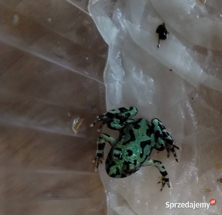 Kumak dalekowschodni Bombina orientalis Bielawa