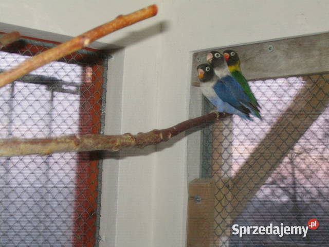 nierozłączki Kraków