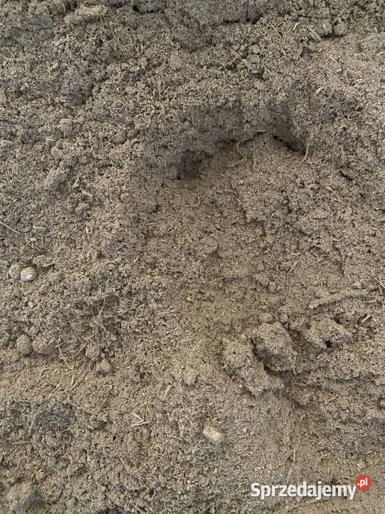 trociny sosnowe Międzyrzecz