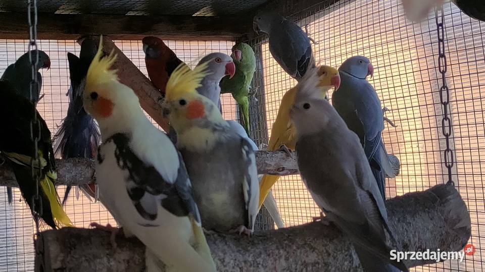 Papugi aleksandretty gorskie i inne Bełchatów