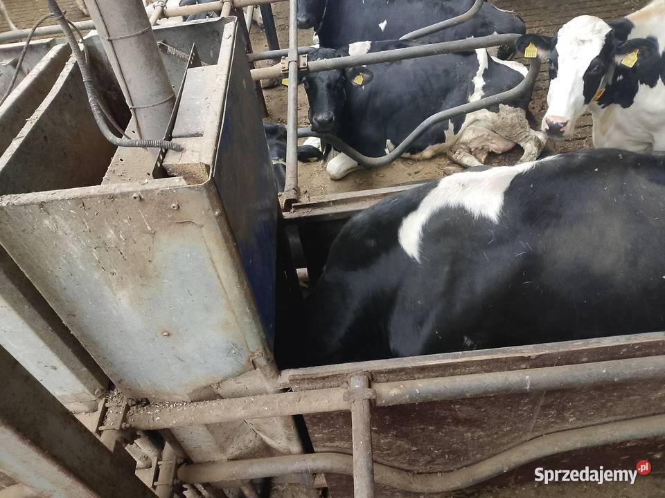 Hala udojowa de laval rybia ość 2x7 stacja Kościerzyna