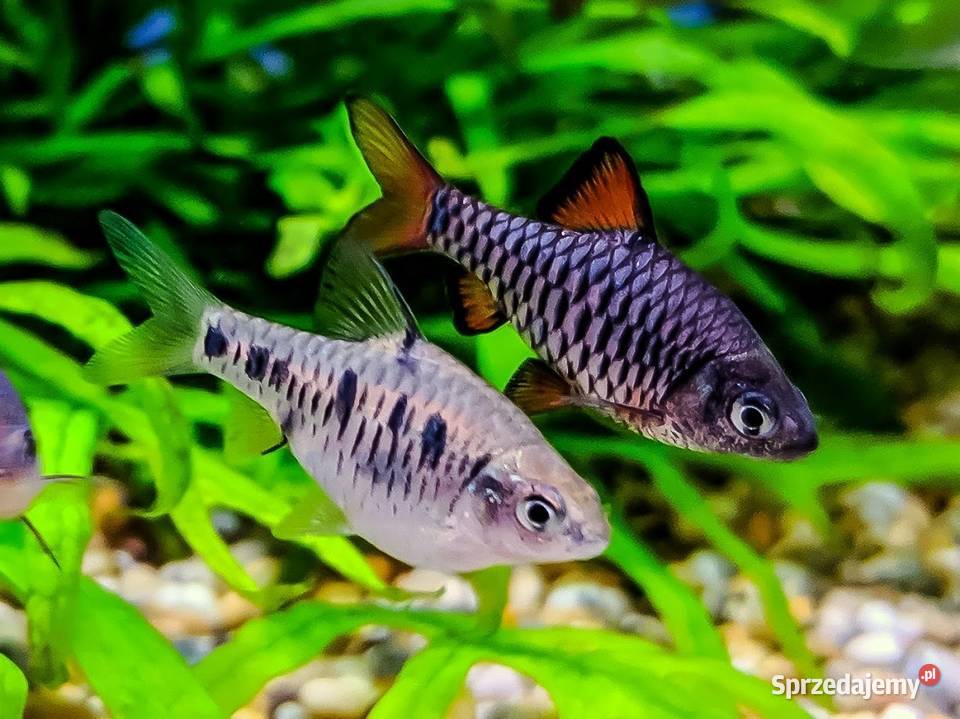 Brzanka wielkołuska Puntius oligolepis WYSYŁKA Gdańsk