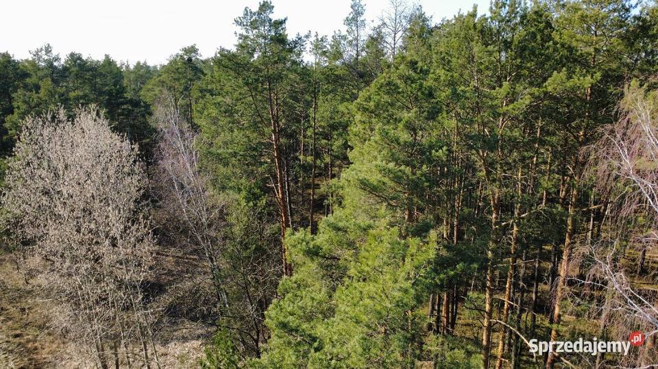 Las działka Sprzedaż Dąbrowa sprzedam
