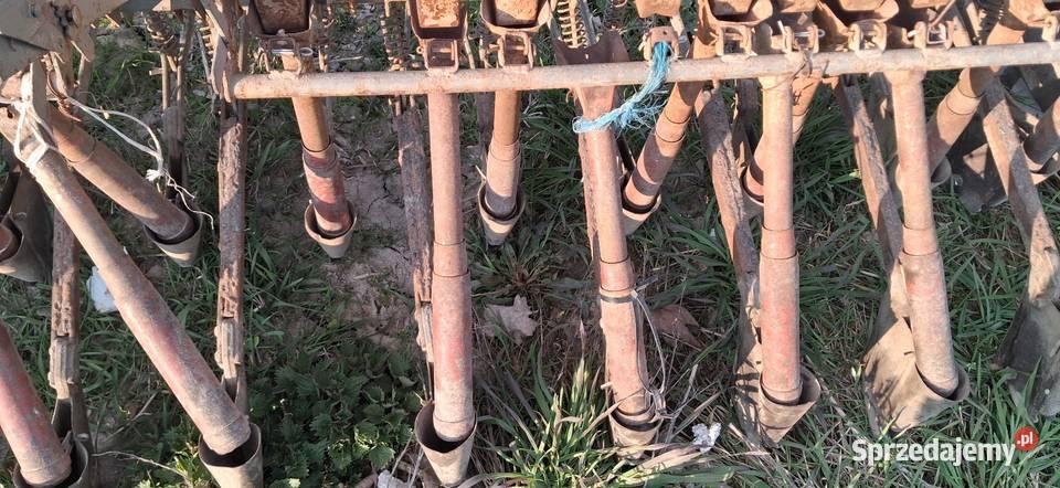 Siewnik Poznaniak małopolskie Książ Wielki