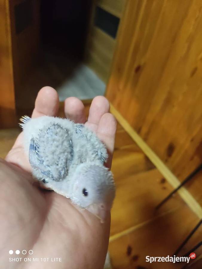 Ręcznie karmione Mnichy nizinne sprzedam