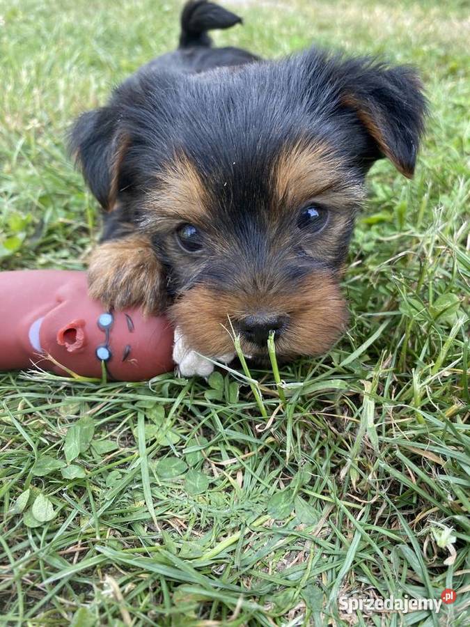 Sprzedam śliczne małe yorki sprzedam