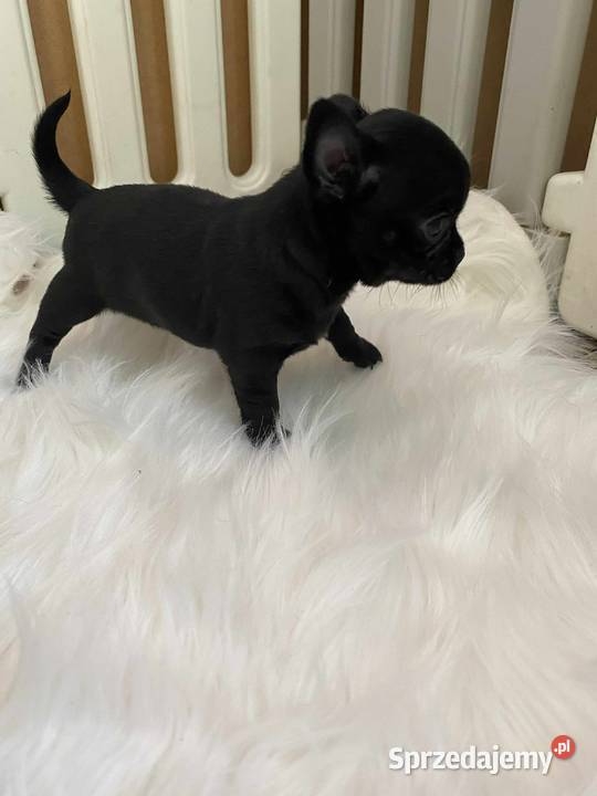 CHIHUAHUA PIĘKNA CZARNA SUNIA MAMBA mazowieckie Warszawa