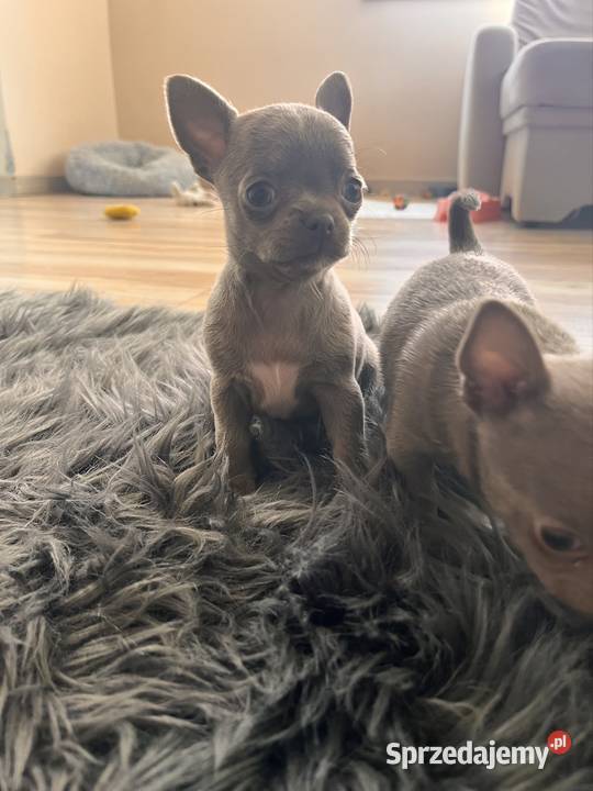 Chihuahua szczeniaki Zwierzęta Piasek