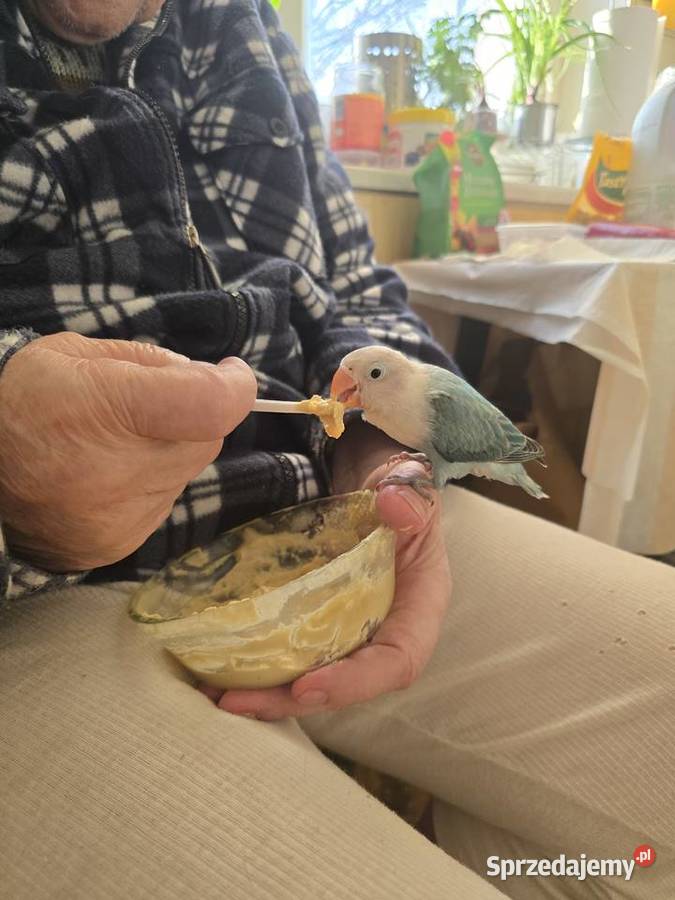 Papuzka Nierozlaczka mlodzutka mazowieckie Warszawa