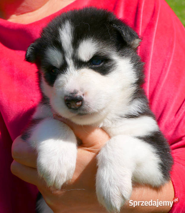 Szczeniak Syberian Husky przeurocza niebieskooka Zawiercie