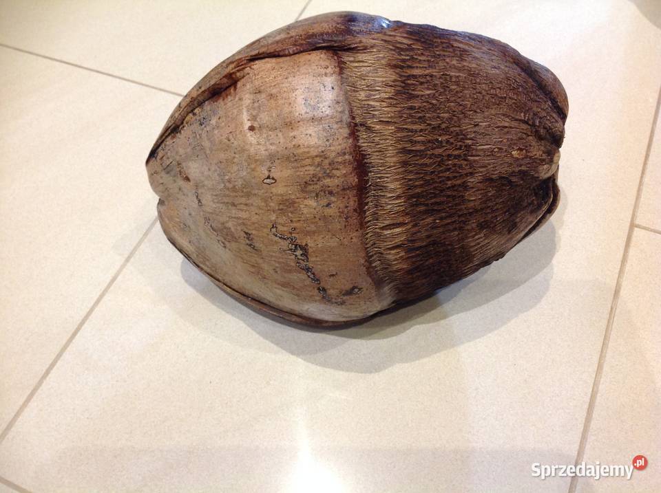 Dekoracja Orzech Kokosowy Brązowy Dekoracje i ozdoby Nowa Sól