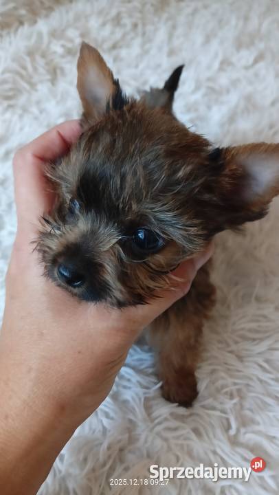Yorkshire terrier chłopczyk mini Mochała