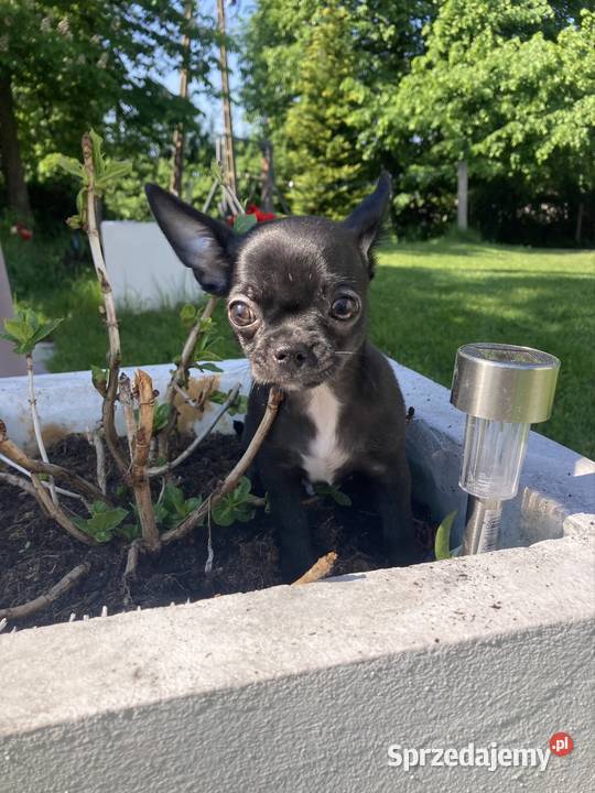 Chihuahua szczeniak świętokrzyskie Raczyce