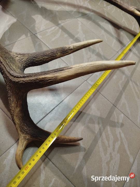 Poroże Wieniec Jelenia Augustów