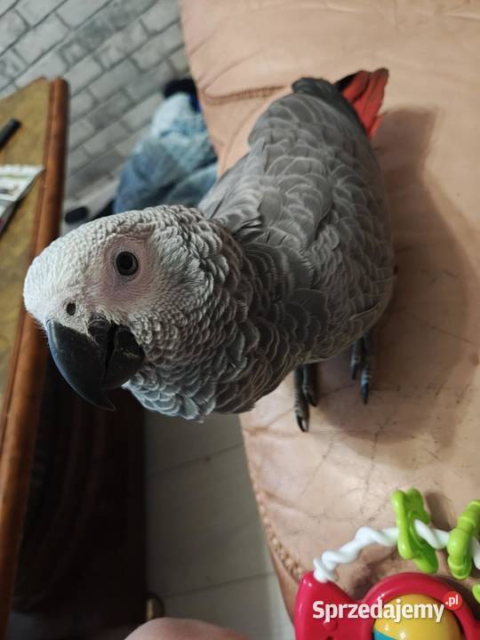 Oswojony samiec żako ręcznie karmiony 7 mięs łódzkie Łódź