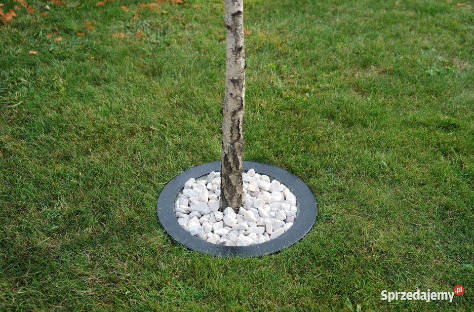 Obrzeże trawnikowe pod drzewa I krzew śr 50 Dębica