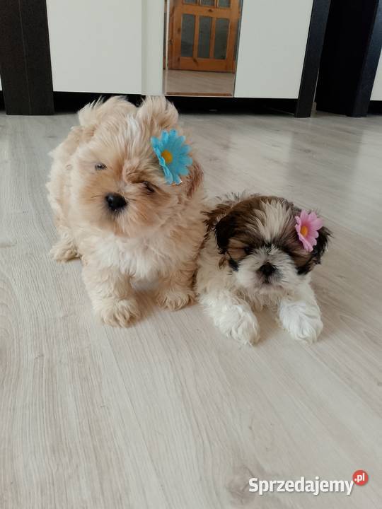 Do odbioru jasny piesek rasy ShihTzu Namysłów