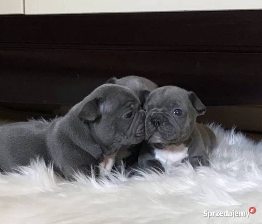 Przepiękne buldogi francuskie blue niebieskie Wrocław
