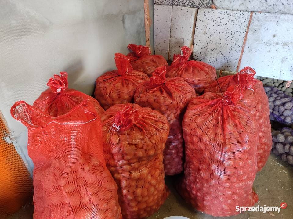 Ziemniaki Vineta Queen Anna Jarząbkowice