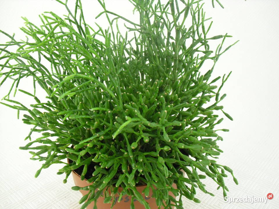 Kwiaty RHIPSALIS PAŁECZNIKI Bielawa