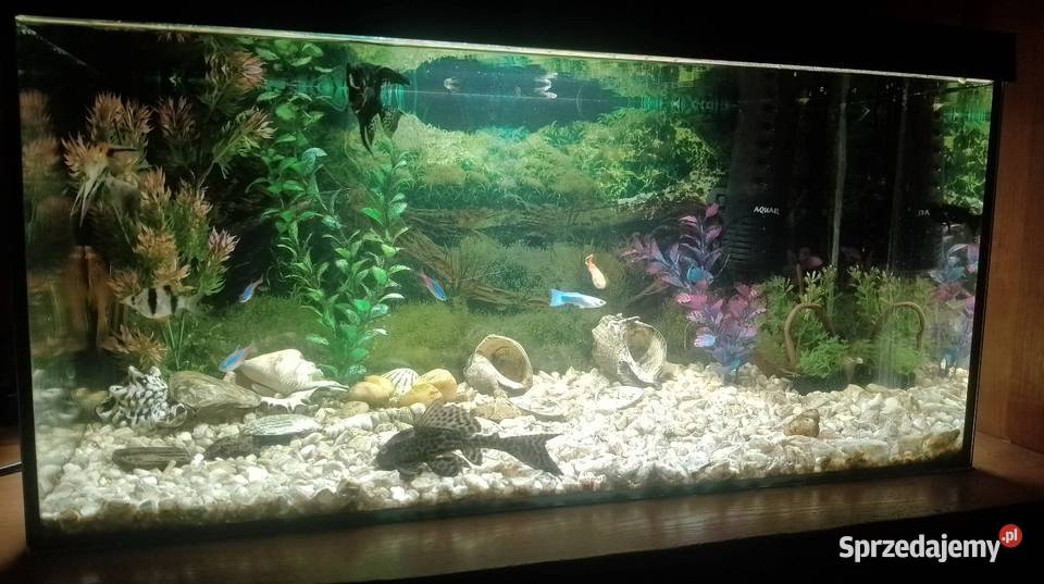 Akwarium aquael 55 litraRybki Czarzyzna
